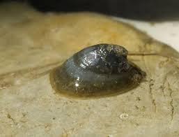 Attēlu rezultāti vaicājumam “Ancylus fluviatilis”