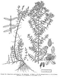 Attēlu rezultāti vaicājumam “Hypericum perforatum bud”