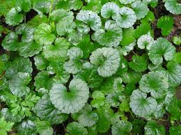 Image result for Glechoma hederacea