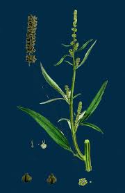 Attēlu rezultāti vaicājumam “Atriplex littoralis leaf”