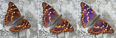 Attēlu rezultāti vaicājumam “Apatura ilia male”