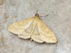 Attēlu rezultāti vaicājumam “Sitochroa verticalis”