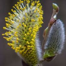 Attēlu rezultāti vaicājumam “Salix x doniana flower”
