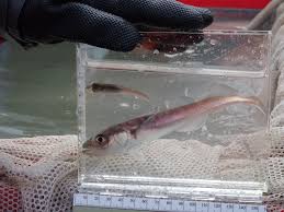 Image result for Boreogadus saida