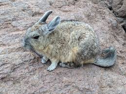 Image result for viscacha