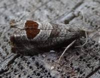 Attēlu rezultāti vaicājumam “Notocelia uddmanniana”