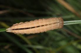 Attēlu rezultāti vaicājumam “Hipparchia alcyone underside”