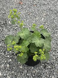 Image result for Alchemilla mollis