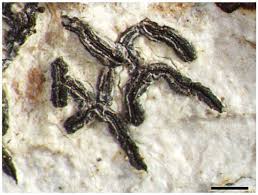 Attēlu rezultāti vaicājumam “Phaeographis dendritica”