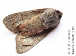 Attēlu rezultāti vaicājumam “Orthosia populeti”