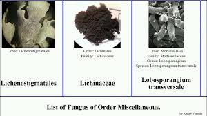 Attēlu rezultāti vaicājumam “Microbotryum tragopogonis - pratensis”