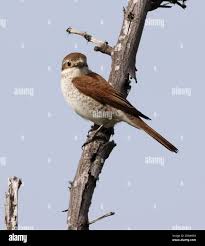 Attēlu rezultāti vaicājumam “Lanius collurio female”