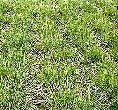 Attēlu rezultāti vaicājumam “Festuca rubra subsp. rubra fruit”