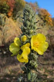 Attēlu rezultāti vaicājumam “Verbascum densiflorum flower”