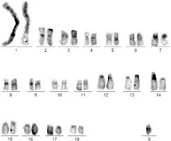 Attēlu rezultāti vaicājumam “Phyllobrotica quadrimaculata”