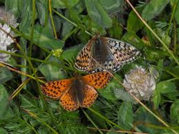 Attēlu rezultāti vaicājumam “Boloria titania upperside”