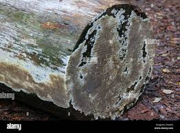 Attēlu rezultāti vaicājumam “Coniophora puteana”