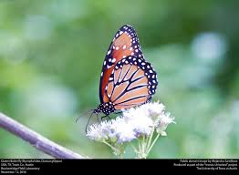 Attēlu rezultāti vaicājumam “Nymphalidae”