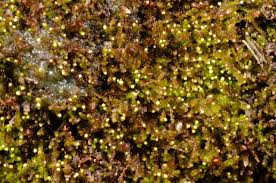 Attēlu rezultāti vaicājumam “Odontoschisma denudatum”