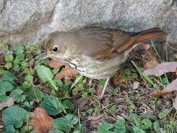 Image result for Catharus guttatus