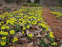 Attēlu rezultāti vaicājumam “Eranthis hyemalis”