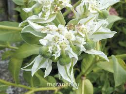 Image result for Wolfsmilch