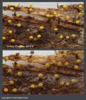 Attēlu rezultāti vaicājumam “Physarum viride var. aurantium”