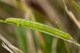 Attēlu rezultāti vaicājumam “Deltote bankiana”