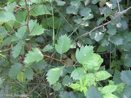Attēlu rezultāti vaicājumam “Crataegus submollis”