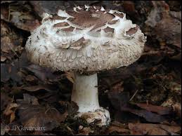 Attēlu rezultāti vaicājumam “Macrolepiota rhacodes var. bohemica”