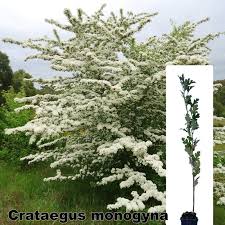 Attēlu rezultāti vaicājumam “Crataegus monogyna subsp. nordica”