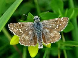 Attēlu rezultāti vaicājumam “Pyrgus serratulae underside”