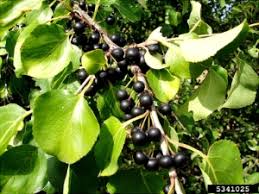 Attēlu rezultāti vaicājumam “Rhamnus cathartica fruit”