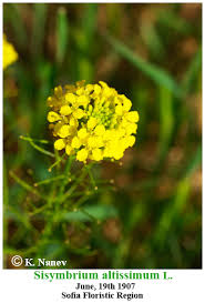 Attēlu rezultāti vaicājumam “Sisymbrium altissimum”