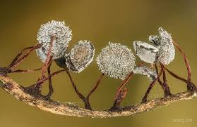 Attēlu rezultāti vaicājumam “Physarum pezizoideum macro”