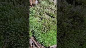 Attēlu rezultāti vaicājumam “Bryum bimum”