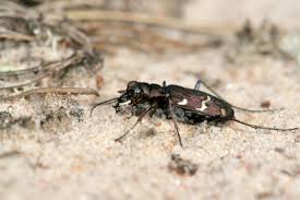 Attēlu rezultāti vaicājumam “Cicindela sylvatica”