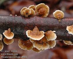 Attēlu rezultāti vaicājumam “Plicaturopsis crispa”