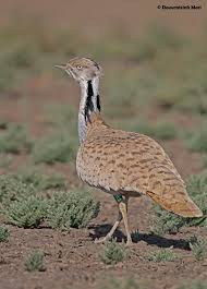 Image result for Chlamydotis macqueenii