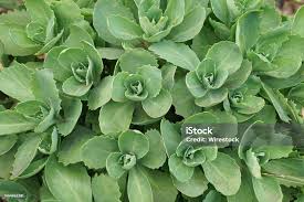 Attēlu rezultāti vaicājumam “Hylotelephium telephium”