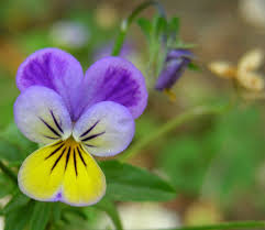 Attēlu rezultāti vaicājumam “Viola tricolor”