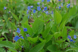 Image result for Omphalodes verna