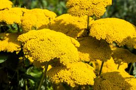 Image result for Achillea filipendulina
