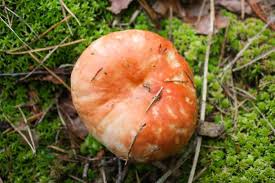 Attēlu rezultāti vaicājumam “Russula vesca”