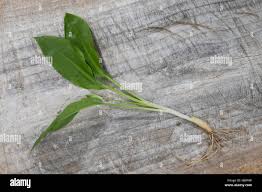 Image result for Bärlauch