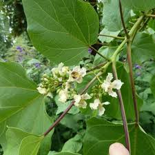 Attēlu rezultāti vaicājumam “Catalpa ovata”