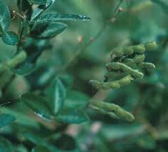 Attēlu rezultāti vaicājumam “Cribraria languescens stalked”
