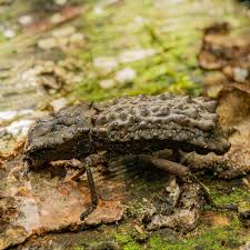 Attēlu rezultāti vaicājumam “Zopheridae”