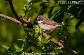 Attēlu rezultāti vaicājumam “Sylvia curruca”