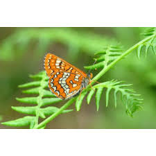 Attēlu rezultāti vaicājumam “Euphydryas maturna larva”